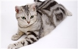HD papel tapiz lindo gatito #20