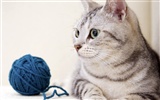 HD papel tapiz lindo gatito #21