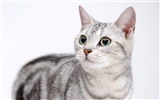 HD papel tapiz lindo gatito #22
