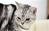 HD papel tapiz lindo gatito #25