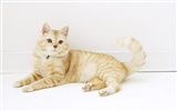 HD roztomilé koťátko wallpaper #28