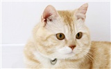 HD papel tapiz lindo gatito #32