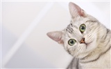HD papel tapiz lindo gatito #35
