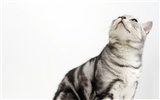 HD papel tapiz lindo gatito #36