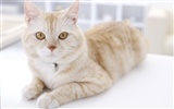 HD papel tapiz lindo gatito #39