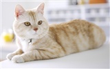 HD papel tapiz lindo gatito #40