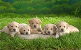 Cute puppy Photo Wallpaper #1