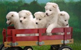 Cute Puppy Photo Wallpaper #2