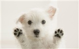 Cute Puppy Photo Wallpaper #13