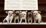 Cute puppy Photo Wallpaper #17
