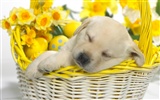 Cute cachorro Foto Wallpaper #19