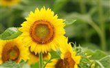 El hombre Shan fondos de escritorio de girasol