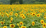 Man Shan sunflower wallpaper #2