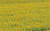 Man Shan sunflower wallpaper #5