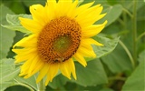 Man Shan sunflower wallpaper #7