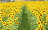 Man Shan sunflower wallpaper #10