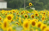 Man Shan sunflower wallpaper #11