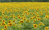 Man Shan sunflower wallpaper #12