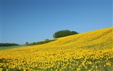 Fond d'écran homme de tournesol Shan #16