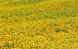 Man Shan sunflower wallpaper #18