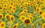 Man Shan sunflower wallpaper #19