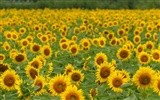 Man Shan sunflower wallpaper #20