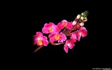 Schöne und elegante Orchidee Wallpaper #1