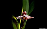 Hermosa y elegante fondo de pantalla de orquídeas #2