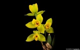 Beautiful and elegant orchid wallpaper #3