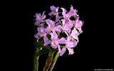 Belle et élégante orchidée fond d'écran #9