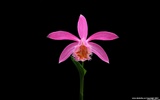 Beautiful and elegant orchid wallpaper #16