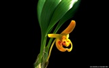 Beautiful and elegant orchid wallpaper #17