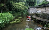 Wuyuan dans la ligne de la pluie (Minghu œuvres Metasequoia) #6