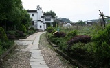 Wuyuan in the rain line (Minghu Metasequoia works) #15