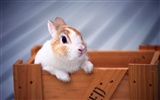 Cute little bunny Tapete