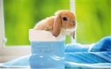 可愛的小兔子壁紙專輯 #4