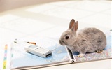 可愛的小兔子壁紙專輯 #5