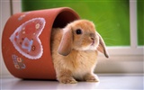 Cute little bunny Tapete #6