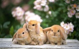 Cute little bunny Tapete #7
