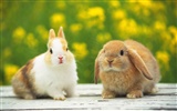 Cute little bunny Tapete #8