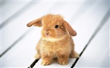 Cute little bunny wallpaper #9