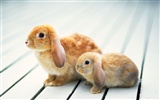 귀여운 토끼의 벽지 #11