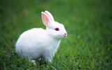Cute little bunny Tapete #12