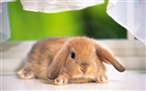 Cute little bunny Tapete #14