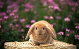 Cute little bunny Tapete #18