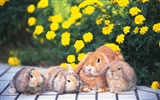 귀여운 토끼의 벽지 #24