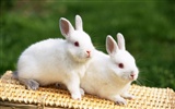 Cute little bunny Tapete #27