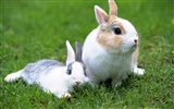 Cute little bunny Tapete #38