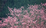 春色 自然風景壁紙 #6