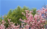 春色 自然风景壁纸7